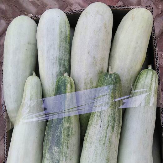 Shouhe Shandong croissant honey seed seedlings winter and spring melon muskmelon seeds Weiyu Shouting No. 9 crocus honey seeds 200 capsules