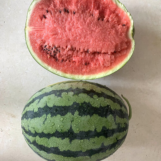 Zhongke Maohua Melon Fruit Seeds Zhongke Milong Sweet King Watermelon Seeds Large Fruit Type Big Red Flesh Single Melon 15-20 Jin Jin equals 0.5 kg Easy to grow Zhongke Milong 100g/box About 1600 seeds for seedling cultivation
