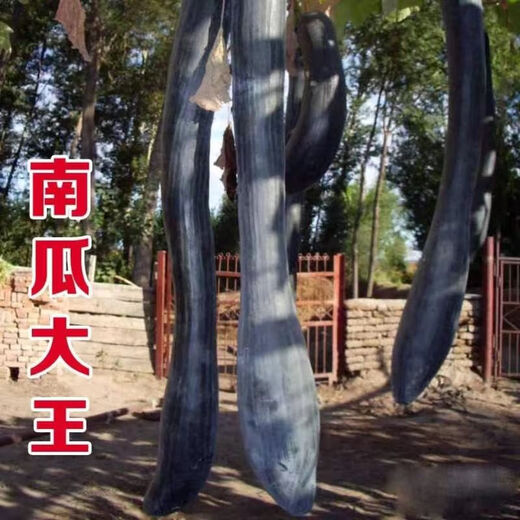 Pumpkin King Seeds Super Sweet Big Hanging Melon Black Wolf Long Pumpkin Stable Yield of Vegetables Four Seasons Spring Garden Vegetable Seeds Pumpkin King Seeds Original 2 Packs About 50 Tablets