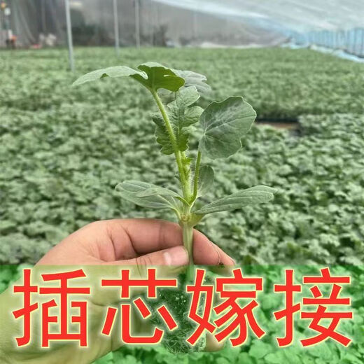 8424 Authentic Grafted Seedlings with Soil and Seedless Midu Kirin Early Mature Seedlings Watermelon Seedlings Xinong No. 8 Watermelon Seedlings Buy 10+10 Real Hair 20 Plants + Fertilizer