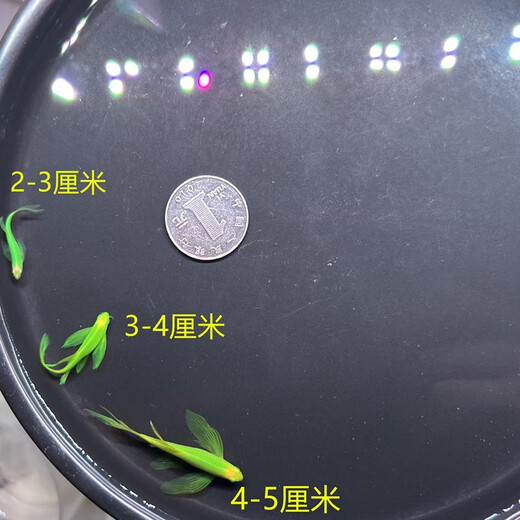 Butterfly wing zebrafish long tail long fin ornamental fish cold water small freshwater goldfish live easy to raise freshwater ornamental fish small random 2-3 cm 2 pieces