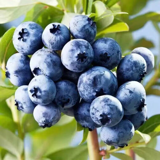 Blueberry seeds blueberry sapling seeds balcony potted orchard courtyard blue plum tree fruit sapling seeds can be used in large areas blueberry seeds 50 capsules