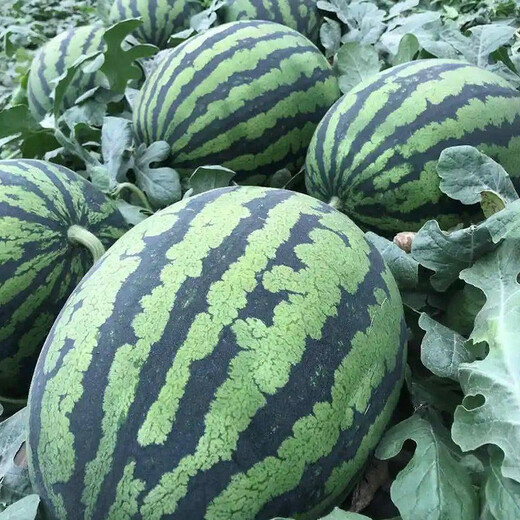 Jingyan watermelon seeds super sweet small watermelon Jingxin 8424 rock sugar unicorn melon Academy of Agricultural Sciences watermelon seedlings lazy melon seeds Jingmei 10K02 about 400 capsules