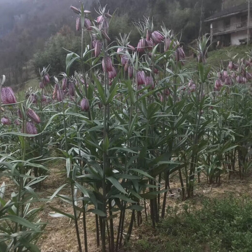 Fritillary bulbs, Hubei Fritillary seedlings, Sichuan Fritillary seedlings, Chinese medicinal Fritillary bulbs, Fritillaria seedlings 5 pieces