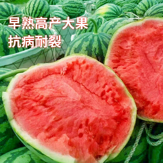 Meidu 8482 Kirin Watermelon Seed Collection Lazy Man Sweet King Seedless High Yield Balcony Small Southern Vegetable Seed Lazy Man 8424 Watermelon About 35 Pieces Original Activity