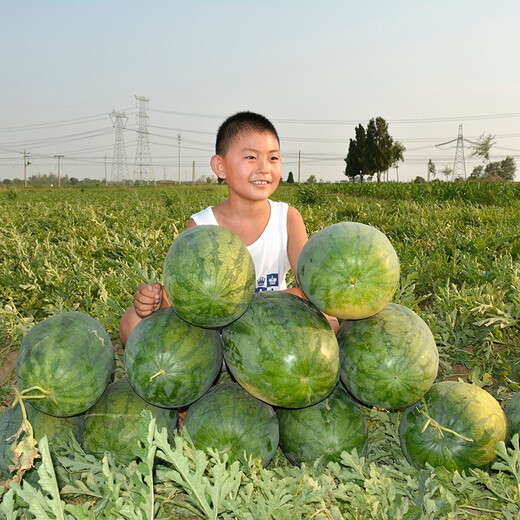 Zhongke Maohua Lazy Man Zhizunbao watermelon seeds, no pruning, no forking, low temperature resistant large fruit watermelon seeds, home gardening potted plants Lazyhan Zhizunbao 100g/box, low temperature resistance, no pruning required