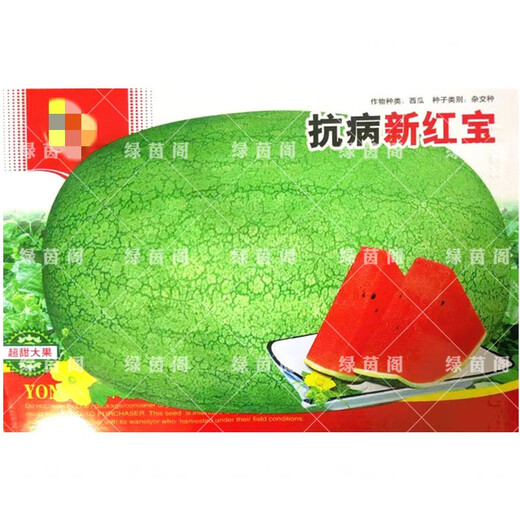 New Hongbao watermelon seeds, extra large, early-maturing, disease-resistant, green, extra large, sweet lazy watermelon seeds, giant watermelon seeds, 40 original New Hongbao watermelon seeds