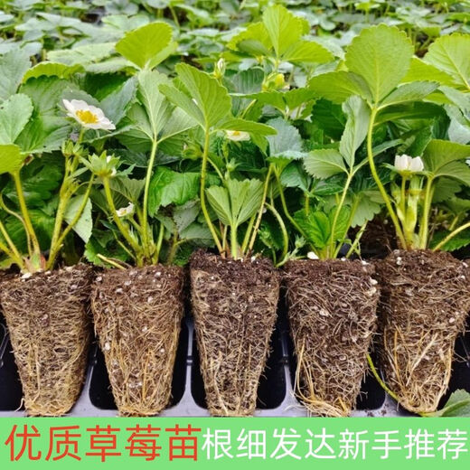 Strawberry seedlings shipped from the original soil, blooming and big fruit for four seasons, cream strawberry seedlings wholesale, fruit plug seedlings for the current year, 6 cream strawberries, shipped from the original soil + fertilizer