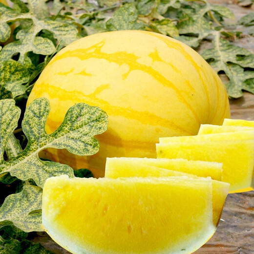 Dayu Yellow Heart Watermelon Seeds, Early Maturity, Yellow Skin, Red Flesh, Yellow Flesh, Special Xiaofeng Watermelon Seeds, Southern Fruit, Huang Meiren, Yellow Skin, Yellow Flesh Watermelon Seeds, 20 capsules, 3 bags