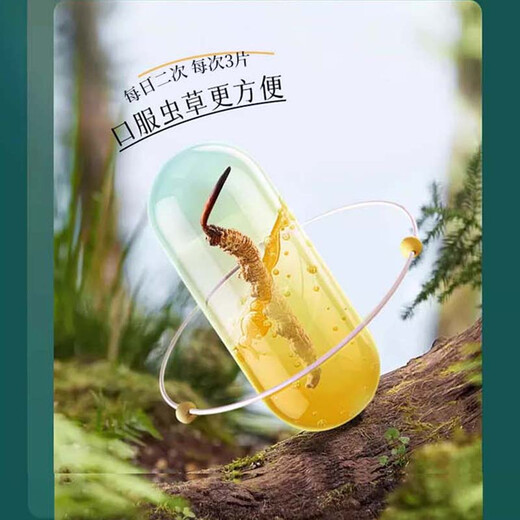 Zhoulongtang cordyceps pure poudre lozenges box-cadeau nourrissant les suppléments nutritionnels et suppléments de cordyceps frais