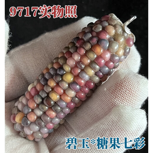 DR-FLVVS文玩玉米【血丝宝石】菩提迷你手把件车挂玉化玉竹艺叟堂 9716