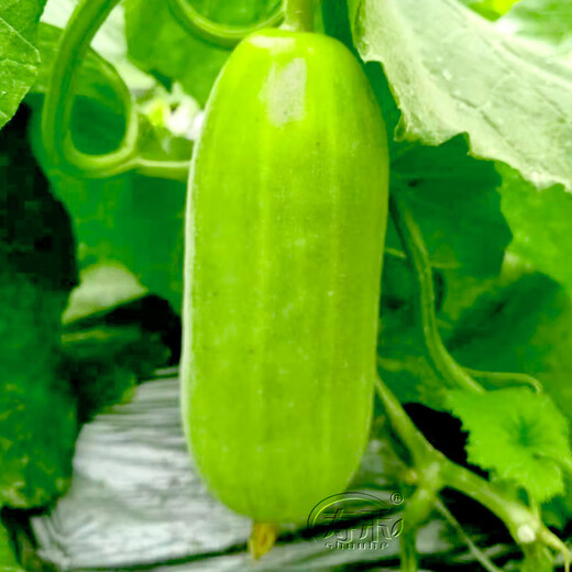 Shouhe melon seeds Shandong crispy Shouguang Boyang large white sand honey fruit sowing in winter and spring planting early maturing extra large eight-sided crispy melon seeds about 60 pieces x 2 bags