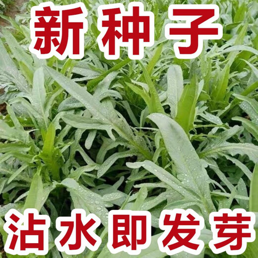 New seeds on the market New Zealand imported sweet wheat rapeseed oilseed rapeseed four-season vegetable seeds collection sweet potato flower bud seeds high germination rate original factory packaging 1 pack of about 1088 new seeds