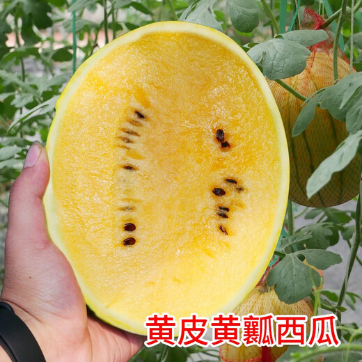 Dayu Yellow Heart Watermelon Seeds, Early Maturity, Yellow Skin, Red Flesh, Yellow Flesh, Special Xiaofeng Watermelon Seeds, Southern Fruit, Huang Meiren, Yellow Skin, Yellow Flesh Watermelon Seeds, 20 capsules, 3 bags