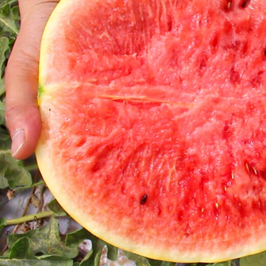 Shouhe yellow flesh watermelon seeds yellow heart gift type yellow flesh Shouguang melon winter and spring home garden melon seeds yellow skin red flesh watermelon seeds 10 capsules
