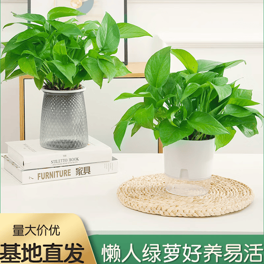 Green intentional potted potted indoor plants, flowers, green plants, hydroponics, long vines, hanging large-leaf green baskets for new homes, formaldehyde removal for new homes, 120 original pots for water storage, 10 pots + pot + 10 fertilizer, shipped with pots and soil