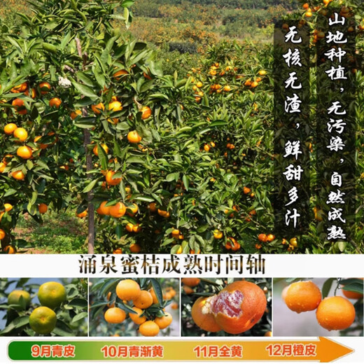 京觅浙江涌泉蜜桔 净重4.5斤 单果50mm+无籽蜜橘新鲜采摘源头直发包邮