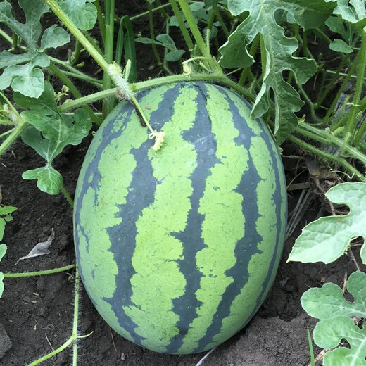 Zhongke Maohua Fruit and Vegetable Seeds Unparalleled Sweet King Watermelon Seeds High Round Big Red Flesh Watermelon Seeds Planted in Myanmar Base Unrivaled Sweet King 50 capsules/bag Trial Planting Pack
