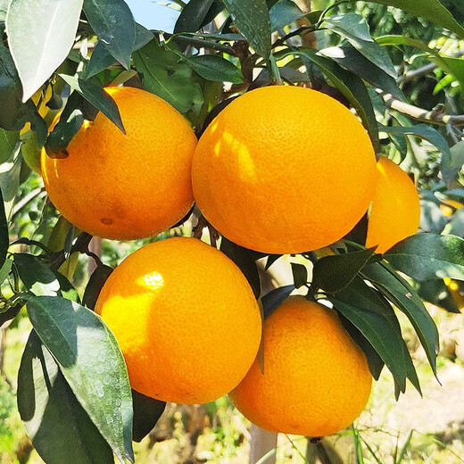 Jingdida Sichuan Ehime No. 38 jelly orange, net weight 9Jin Jin is equal to 0.5kg, gift box with 16 large fruits, straight from the source