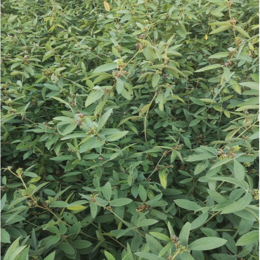 Thousands of Jin Jin is equal to 0.5 kg. Pulled seeds, small-leaf red-skinned Chinese medicinal materials, Diao Ma Zhuang seeds, Chinese herbal medicines, wild one-root seedlings drilled into the ground and wind saplings. Thousands of Jin Jin is equal to 0.5 kg. Pulled 5 seedlings (no buds and leaves in winter). Pots not included.