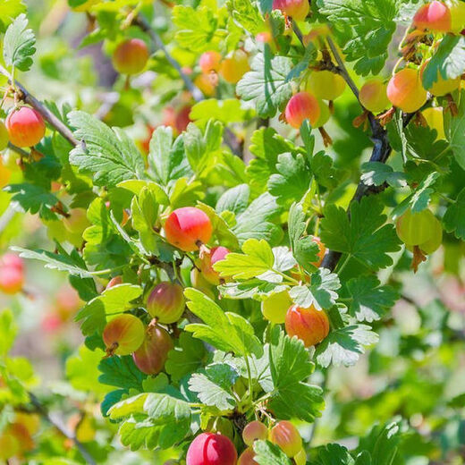 Northeast red currant fruit saplings, potted lantern fruit seedlings, north and south planting, large fruit platform planting, fruit seedlings, gooseberry, 3-year seedlings (cup seedlings with soil are good for survival) 10 trees