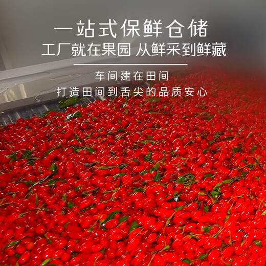 Zhongning wolfberry, Ningxia red wolfberry, special grade 500g, new arrival, no-wash large fruit tea, health care, holiday gift for elders