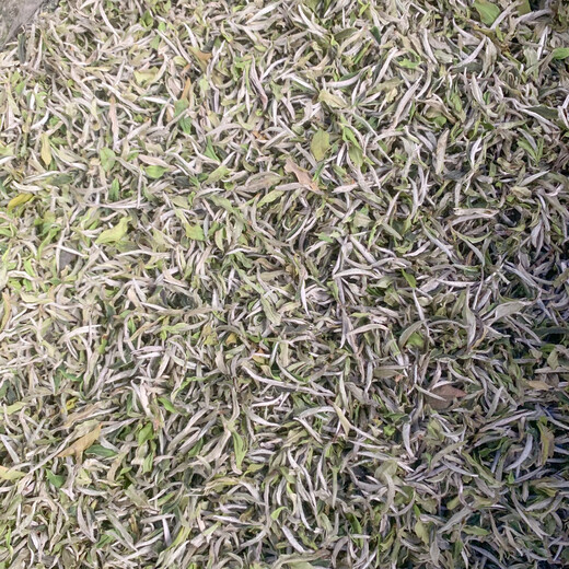 Fuding White Tea 2022 Fuding Guanyangchun Tea Flower Fragrant White Alpine Sun-Dried White Tea Loose Tea Pack 500g Manufacturer 2022 Peony 1051