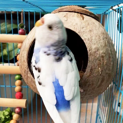 Coconut shell bird's nest, tiger skin, peony, pearl, cockatiel, coconut shell nest, grass nest, bird's nest utensils, shredded coconut bedding 100g