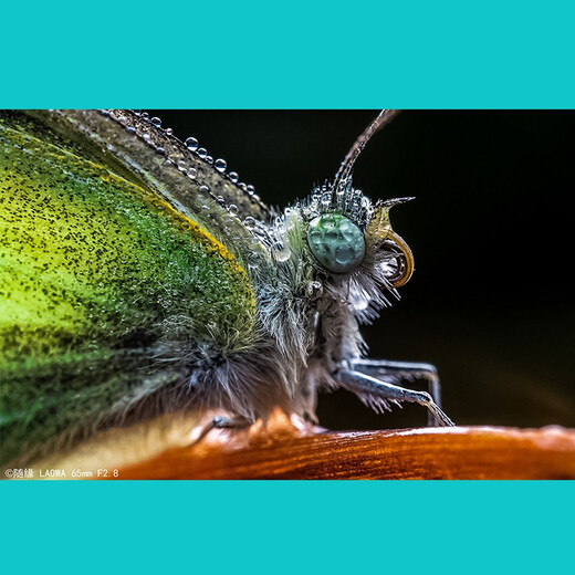 LAOWA 65mm F2.8 Half Frame 2x Macro Lens Portrait Food Flowers Insects Black Canon RF Port