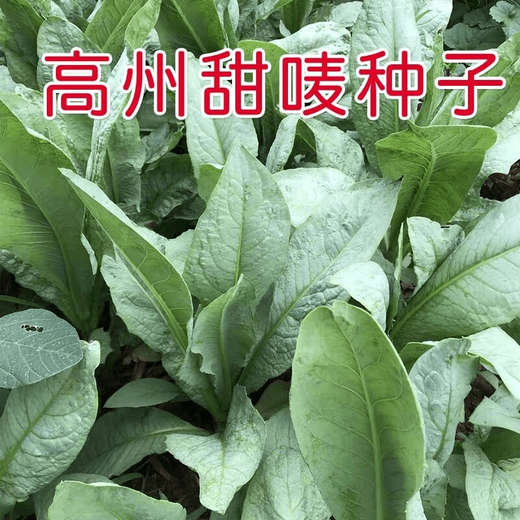 Bohui Gaozhou Sweet Wheat Seeds, Sweet Wheat Seeds, Bitter Wheat Seeds, Authentic Gaozhou Sweet Wheat Seeds, Specialty Soft, Tender and Refreshing Gaozhou Sweet Wheat Seeds 4 packs and 6 packs (40 people choose)