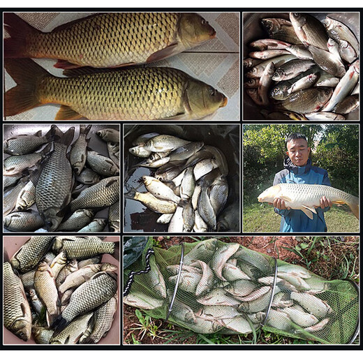 Western style nesting material 800g wild fishing bait granules grass carp and carp nesting material corn