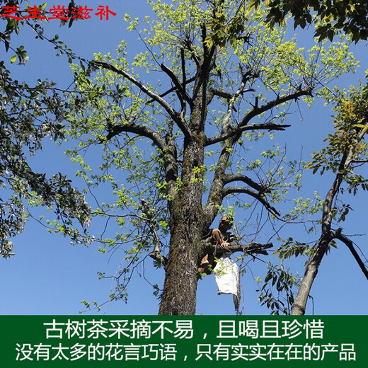 张家界青钱柳原叶茶 高龄古树金钱柳茶青钱柳原叶茶 《青钱柳颗粒茶150克一罐》