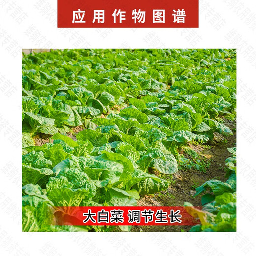 Guoguang Tiandu 8% Aminobutanol, Aminobutanol, Chinese cabbage to promote growth, Aminobutanol Growth Regulator 500g (one bag)