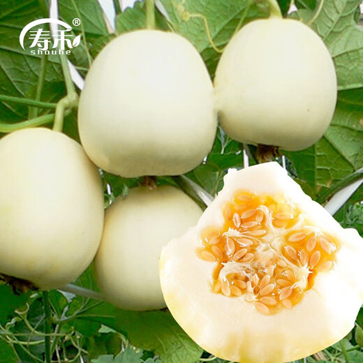 Shouhe white-skinned melon seeds, red-fleshed melons, white melons, new and old melon seeds, vegetable fields, Xue Naixiang No. 1 fragrant melon seeds, 400 capsules x 2 bags