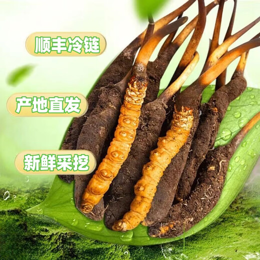 Frischer Cordyceps sinensis Vakuumverriegel