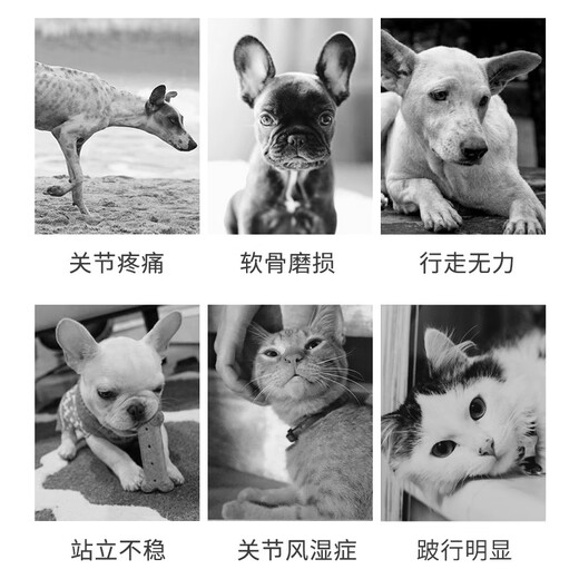 Pet Lekang Joint Oral Liquid Guanten Concentrate Pet Relief Pain Patella Lameness White Box 1 Bottle