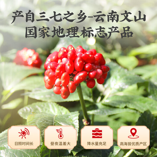 Lei Yun Shang Panqi Extreme Fine Powder Yunnan Wenshan SANQI TIAN QI PODVO PODIDO Medicamentos de hierbas chinos para padres y ancianos para dar regalos [aliviar la hinchazón y aliviar el dolor] Panqi Powder 3g * 10 bolsas * 5