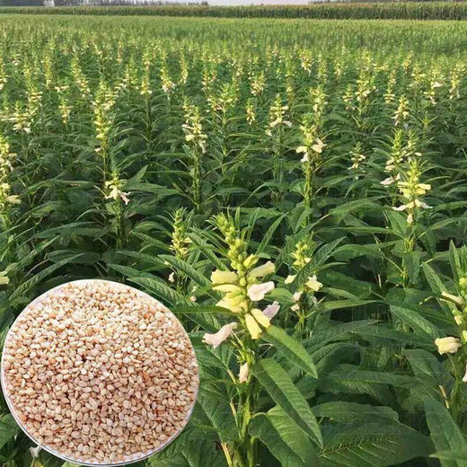 New Academy of Agricultural Sciences Black Sesame Seeds White Sesame Seeds Overlord Whip Early Cooked Food Dual-Purpose High Oil Sesame Seeds Black Sesame Overlord Whip High Oil White Sesame Seeds 200 per bag 1 bag of selected original seeds