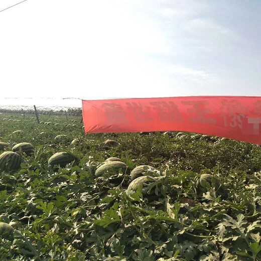 Zhongke Maohua Fruit and Vegetable Seeds Unparalleled Sweet King Watermelon Seeds High Round Big Red Flesh Watermelon Seeds Planted in Myanmar Base Unrivaled Sweet King 50 capsules/bag Trial Planting Pack