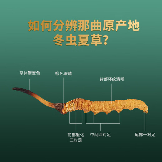 
QOMO Tibet Nagqu Cordyceps sinensis High-altitude Dried Cordyceps Wild Cordyceps Natural Growth Nagqu Cordyceps Gift Box Gift Box Gift Box Gift Box 3-4 Rods/g 10g (35-40 Rods)