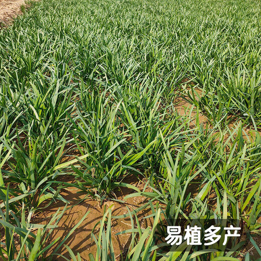 Fengming Yashi Shandong fine-leaf leek farmhouse old variety leek family balcony four-season vegetables small fine-leaf leek seeds 10g