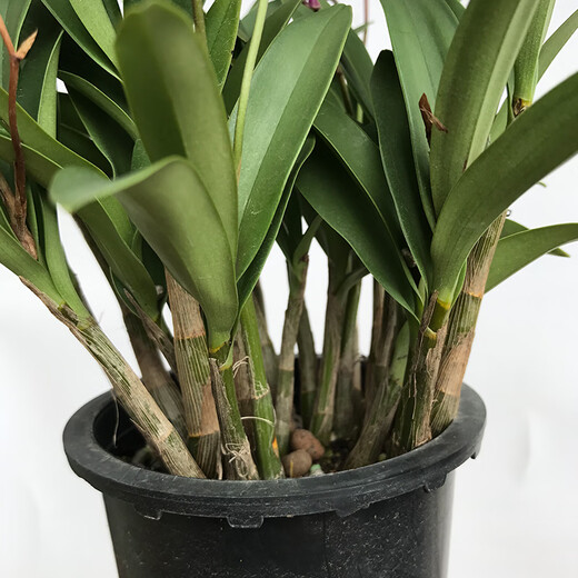 Liu Ge Orchid Perfume Dendrobium Orchid Potted Indoor Desktop Orchid Seedlings 18 Seedlings with 3 Foils and Porcelain White Pots Source Straight Hair