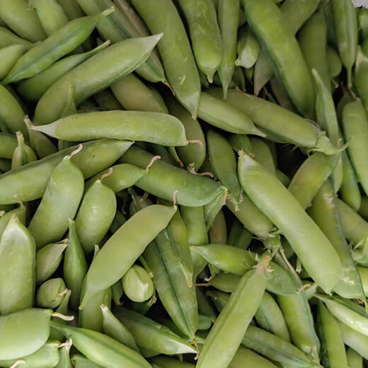 Zhentian 99 Sweet Pea Seeds Longevity Kernel Large Pods Large Sweet Crisp Dutch Pea Seeds Sown in Spring and Autumn Four Seasons Pea Seeds 10Jin Jin equals 0.5kg Original Bag Zhentian 99