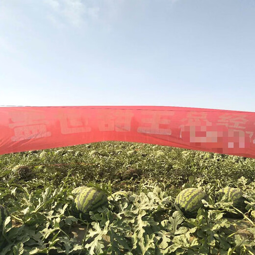 Zhongke Maohua Fruit and Vegetable Seeds Unparalleled Sweet King Watermelon Seeds High Round Big Red Flesh Watermelon Seeds Planted in Myanmar Base Unrivaled Sweet King 50 capsules/bag Trial Planting Pack