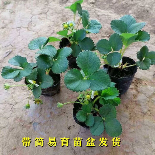 Strawberry seedlings shipped from the original soil, blooming and big fruit for four seasons, cream strawberry seedlings wholesale, fruit plug seedlings for the current year, 6 cream strawberries, shipped from the original soil + fertilizer