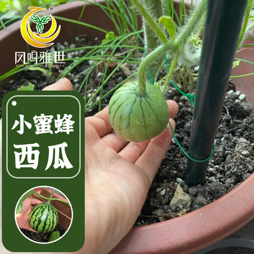 Fengming Yashi early-maturing small watermelon seeds thin skin few seeds yellow flesh watermelon fruit seeds four seasons little bee watermelon seeds 10 capsules