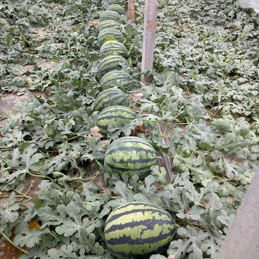 Zhongke Maohua Melon Fruit Seeds Zhongke Milong Sweet King Watermelon Seeds Large Fruit Type Big Red Flesh Single Melon 15-20 Jin Jin equals 0.5 kg Easy to grow Zhongke Milong 100g/box About 1600 seeds for seedling cultivation