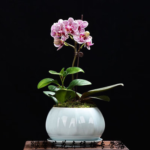 憶芗韩画青瓷多肉蝴蝶兰专用花盆带托盘号陶瓷简约吊兰绿植兰花盆 梅青719+托盘864 大
