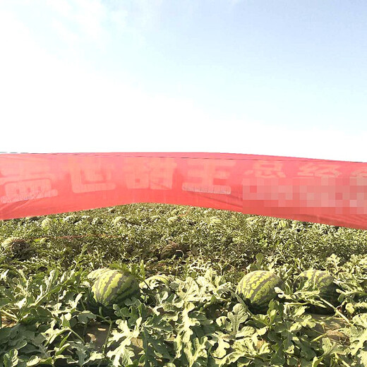 Zhongke Maohua Fruit and Vegetable Seeds Unparalleled Sweet King Watermelon Seeds High Round Big Red Flesh Watermelon Seeds Planted in Myanmar Base Unrivaled Sweet King 50 capsules/bag Trial Planting Pack