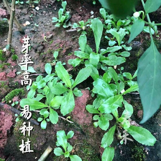 Yunnan Coriander Seeds Burmese Eryngium Coriander Seeds Coriander Seeds Autumn Vegetables Four Seasons Potted Coriander Seeds 2000 + Rooting Fertilizer